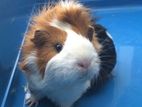 Long Hair Guinea Paigs