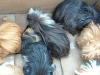 Long Hair Guinea Pigs
