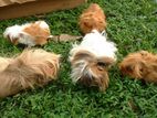 Long Hair Guinea Pigs