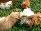 Long Hair Guinea Pigs