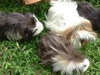 Long Hair Guinea Pigs