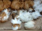 Long Hair Guinea Pigs