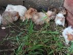 Long Hair Guinea Pig