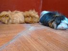 Long Hair Guinea Pigs