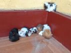 Long Hair Guinea Pigs