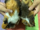 Long Hair Guniea Pig