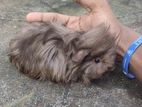 Long Hair Guniea Pig