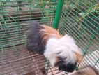 Long Hair Guinea Pigs