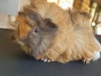 Long Hair Peruvian Baby Guinea Pig