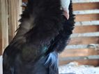 Long Hair Pigeon