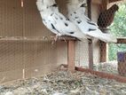 Long Hair Pigeons