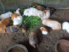 Long Hair Gunia Pigs