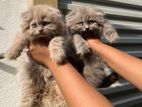Long Hair Scottish Fold Kittens