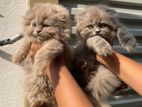 Long Hair Scottish Fold Kittens