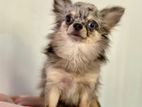 Long Haired Chihuahua for Stud
