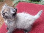 Long-Haired Persian Kitten