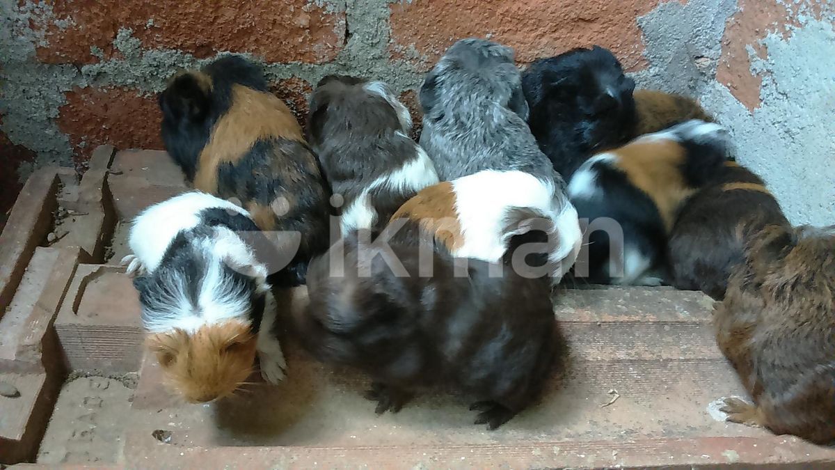 Long Hair Guinea Pigs for Sale in Ragama ikman
