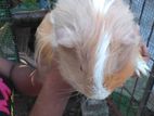 Long Hair Guinea Pig