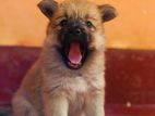 Pomeranian puppy