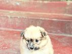 Pomeranian Puppy