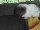 Long Shot Guinea Pig