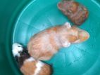 Long Shot Guinea Pigs