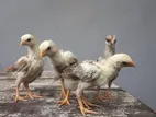 Long Tail Aseel Chicks