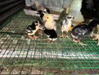 Long tail aseel chicks