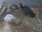 Long Tail Aseel Rooster