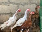 Long Tail Chicks