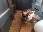 Long Tail Rooster Chicks