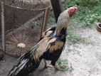 Long Tail Rooster