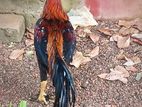 Long Tail Rooster