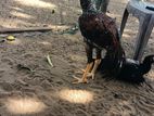 Long Tail Rooster