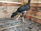 Long Tail Rooster