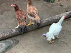 Long Tail Rooster