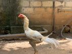 Long Tail Mixed Rooster