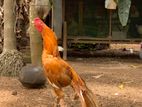 Long Tail Rooster