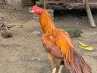 Long Tail Rooster