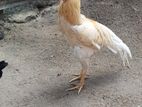 Long Tail Rooster