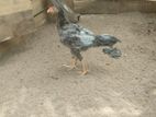 Long Tail Chiks