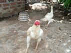 Rooster