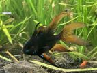 Longfin Black Ramirezi