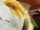Longfin Lemon Blue Eye Bristol Nose Pleco