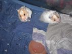 Longhair Hamster