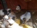 Longhaire Guinea Pig