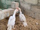 Longtail Chicks