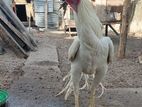 Aseel Longtail Rooster