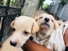 Puppies for Kind Home