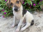 Puppy for Kind Home